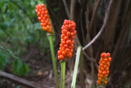 Arum italicum Italiaanse aronskelk bestellen